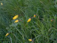 Tulipa sylvestris Gamla kyrkogården, Malmö, Skåne, Sweden 20170422_0001