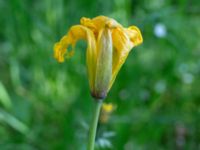 Tulipa sylvestris Kummeln, Lyckeby, Karlskrona, Blekinge, Sweden 20170525_0235