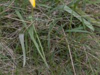 Tulipa sylvestris Lagunkullen, Ribersborg, Malmö, Skåne, Sweden 20230427_0010