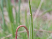 Tulipa sylvestris Sege by, Burlöv, Skåne, Sweden 20170414_0015