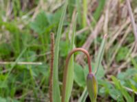 Tulipa sylvestris Sege by, Burlöv, Skåne, Sweden 20170414_0017