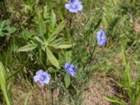 Linum austriacum Österleden, Bjärred, Lomma, Skåne, Sweden 20160721_0020