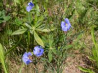 Linum austriacum Österleden, Bjärred, Lomma, Skåne, Sweden 20160721_0021