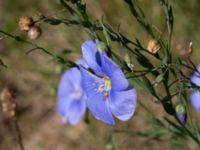 Linum austriacum Österleden, Bjärred, Lomma, Skåne, Sweden 20160721_0022