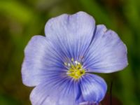 Linum austriacum Österleden, Bjärred, Lomma, Skåne, Sweden 20160721_0024