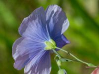 Linum austriacum Österleden, Bjärred, Lomma, Skåne, Sweden 20160721_0025