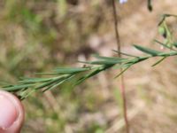 Linum austriacum Österleden, Bjärred, Lomma, Skåne, Sweden 20160721_0026