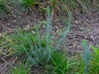 Linum austriacum Holmastigen Ärtholmsvägen, Malmö, Skåne, Sweden 20191010_0024