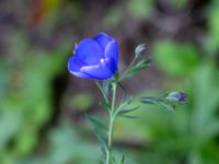 Linum austriacum Holmastigen Ärtholmsvägen, Malmö, Skåne, Sweden 20191010_0035