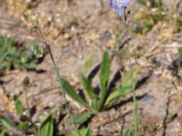 Linum austriacum P-pl, Husie mosse, Malmö, Skåne, Sweden 20230602_0009