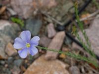 Linum austriacum Pendlarparkeringen, Vellinge, Skåne, Sweden 20230817_0074