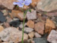 Linum austriacum Pendlarparkeringen, Vellinge, Skåne, Sweden 20230817_0075