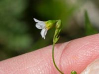 Linum catharticum Lertagsdammen, Klagshamns udde, Malmö, Skåne, Sweden 20160708_0036