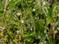 Linum catharticum Lertagsdammen, Klagshamns udde, Malmö, Skåne, Sweden 20160708_0039