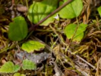 Linum catharticum Limhamns kalkbrott, Malmö, Skåne, Sweden 20180901_0107