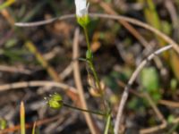 Linum catharticum Skanörs ljung, Falsterbohalvön, Vellinge, Skåne, Sweden 20150823_0041