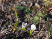 Linum catharticum Skanörs ljung, Falsterbohalvön, Vellinge, Skåne, Sweden 20150823_0042