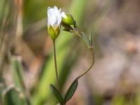 Linum catharticum Skanörs ljung, Falsterbohalvön, Vellinge, Skåne, Sweden 20160811_0019