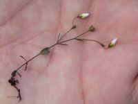 Linum catharticum Skanörs ljung, Falsterbohalvön, Vellinge, Skåne, Sweden 20160811_0062