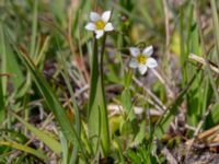 Linum catharticum Skanörs ljung, Falsterbohalvön, Vellinge, Skåne, Sweden 20180608_0040