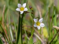 Linum catharticum Skanörs ljung, Falsterbohalvön, Vellinge, Skåne, Sweden 20180608_0041