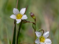 Linum catharticum Skanörs ljung, Falsterbohalvön, Vellinge, Skåne, Sweden 20180608_0042