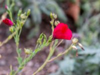 Linum grandiflorum Ärtholmsvägen, Malmö, Skåne, Sweden 20180811_0001