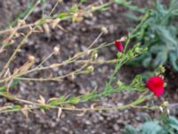 Linum grandiflorum Ärtholmsvägen, Malmö, Skåne, Sweden 20180811_0002