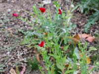 Linum grandiflorum Ärtholmsvägen, Malmö, Skåne, Sweden 20180811_0012