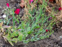 Linum grandiflorum Ärtholmsvägen, Malmö, Skåne, Sweden 20180811_0013