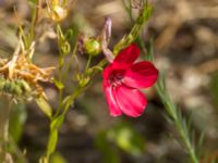 Linum grandiflorum Kroksbäcksstigen, Malmö, Skåne, Sweden 20190630_0075