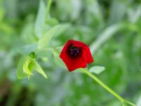 Linum grandiflorum Monumentparken, Lund, Skåne, Sweden 20190917_0045