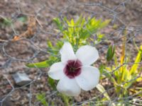 Linum grandiflorum Spårvägen, Malmö, Skåne, Sweden 20200916_0057