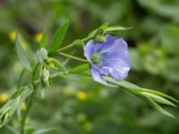 Linum usitatissimum Jordhögar S grodreservatet, Norra hamnen, Malmö, Skåne, Sweden 20160729_0041