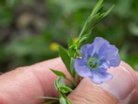 Linum usitatissimum Jordhögar S grodreservatet, Norra hamnen, Malmö, Skåne, Sweden 20160729_0043