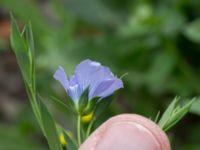 Linum usitatissimum Jordhögar S grodreservatet, Norra hamnen, Malmö, Skåne, Sweden 20160729_0045