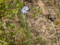 Linum usitatissimum Kroksbäcksstigen, Malmö, Skåne, Sweden 20190630_0074