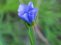 Linum usitatissimum Prästavägen, Lund, Skåne, Sweden 20160925_0097