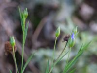 Linum usitatissimum Prästavägen, Lund, Skåne, Sweden 20160925_0098