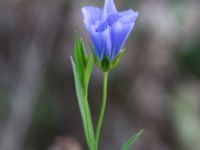 Linum usitatissimum Prästavägen, Lund, Skåne, Sweden 20160925_0099