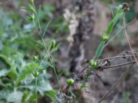 Linum usitatissimum Prästavägen, Lund, Skåne, Sweden 20160925_0100