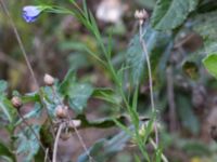 Linum usitatissimum Prästavägen, Lund, Skåne, Sweden 20160925_0102