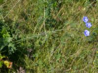 Linum usitatissimum Scoutstugan, Bunkeflo strandängar, Malmö, Skåne, Sweden 20170606_0031