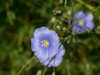 Linum usitatissimum Scoutstugan, Bunkeflo strandängar, Malmö, Skåne, Sweden 20170606_0032