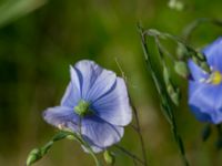 Linum usitatissimum Scoutstugan, Bunkeflo strandängar, Malmö, Skåne, Sweden 20170606_0034