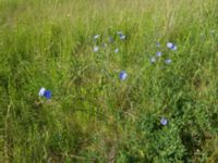 Linum usitatissimum Scoutstugan, Bunkeflo strandängar, Malmö, Skåne, Sweden 20170606_0084