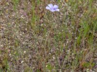 Linum usitatissimum Valley 4.4 km NW Dalis Reservoir Tower, Chachuna, Kakheti, Georgia 20180427_3220