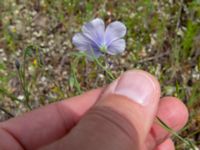 Linum usitatissimum Valley 4.4 km NW Dalis Reservoir Tower, Chachuna, Kakheti, Georgia 20180427_3221