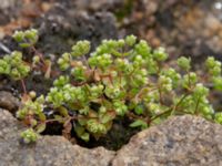 Radiola linoides Stensjöstrands NR, Falkenberg, Halland, Sweden 20210622_0042