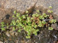 Radiola linoides Stensjöstrands NR, Falkenberg, Halland, Sweden 20210622_0043